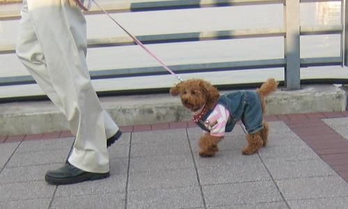 dog_in_pants.jpg