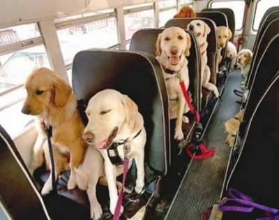 dog_school_bus.jpg