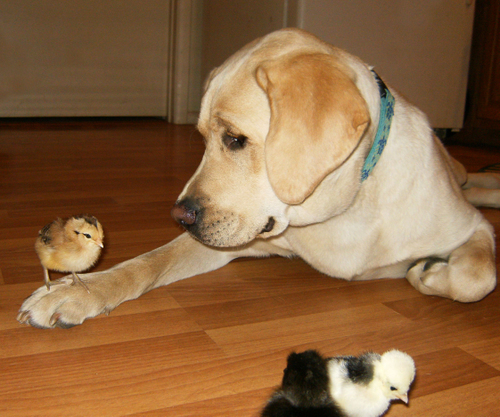 dogchick.gif