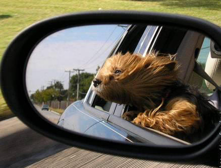 dogoutwindow1111.jpg