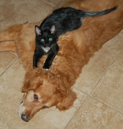 dogrug.jpg