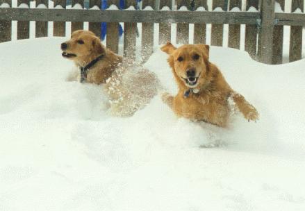 dogsnow1.jpg