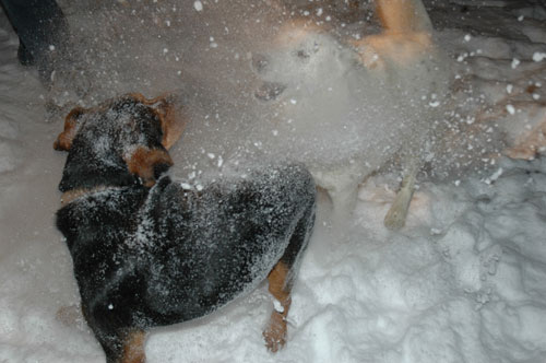 dogsnow2.jpg