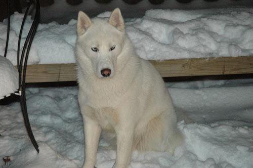 dogsnow3.jpg