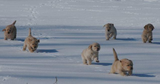 dogsnow4.jpg