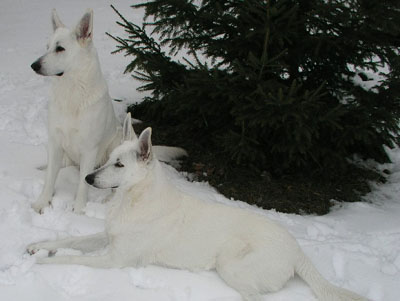 dogsnow5.jpg