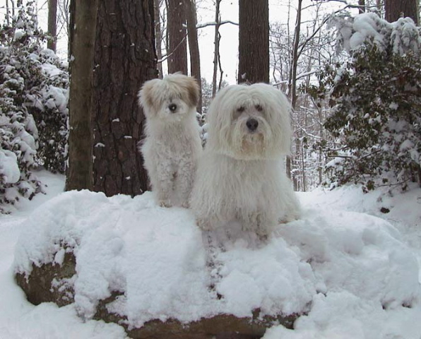 dogsnow6.jpg