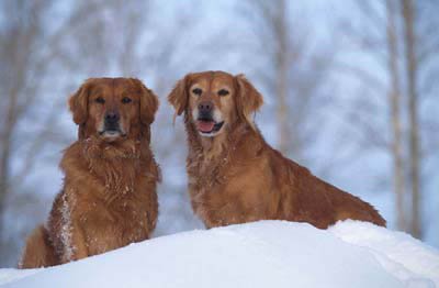 dogsnow7.jpg