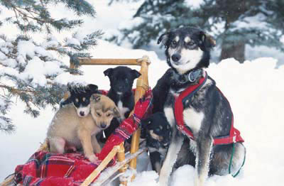dogsnow8.jpg