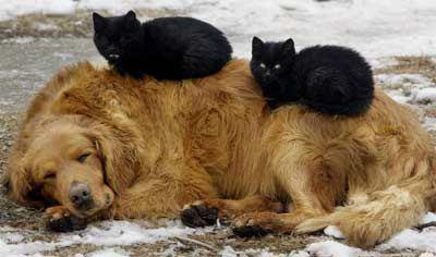 dogwithtwoblackcats20104.jpg