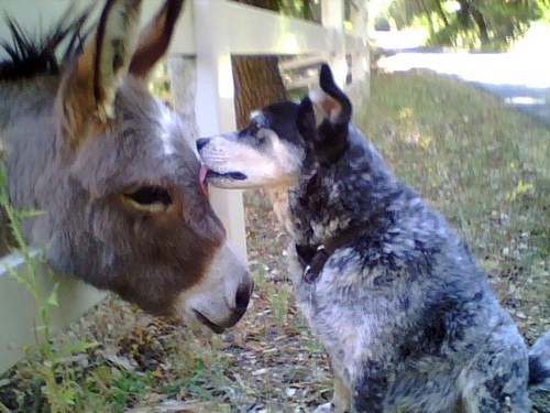 donkeyyum.jpg