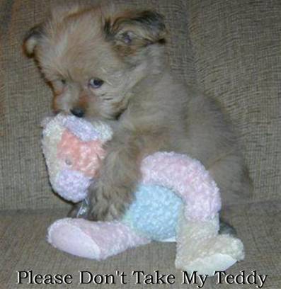 donttakemyteddy.gif