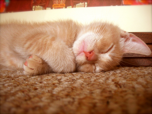 dreamingofpuppies.jpg