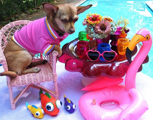 drugged_chihuahua_3.jpg