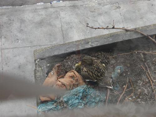 duck1.gif