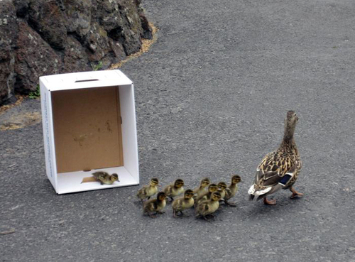 duck10.gif