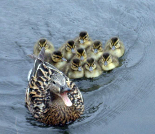 duck11.gif