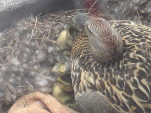 duck2.gif