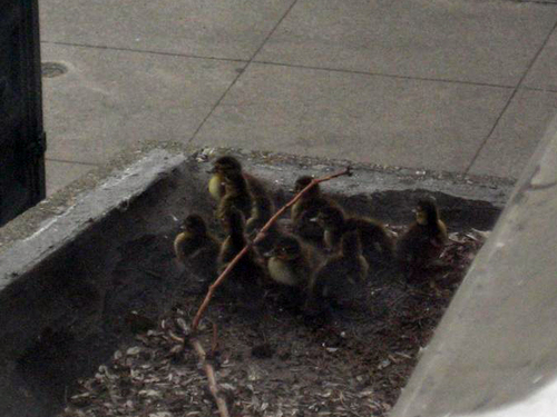 duck3.gif