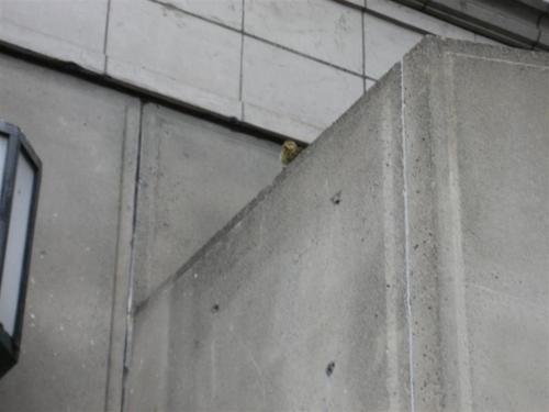 duck5.gif