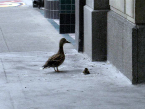duck6.gif