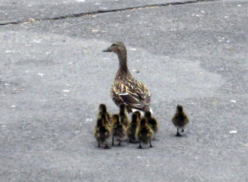 duck7.gif