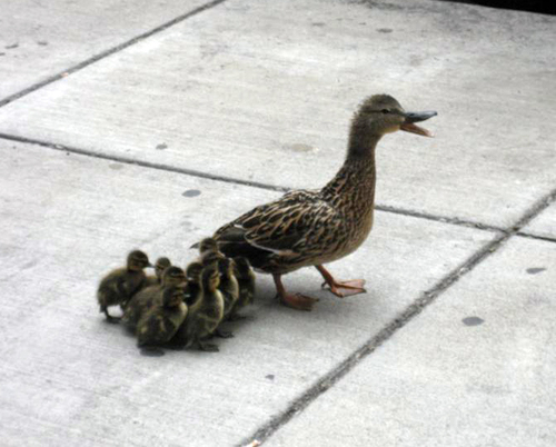 duck8.gif