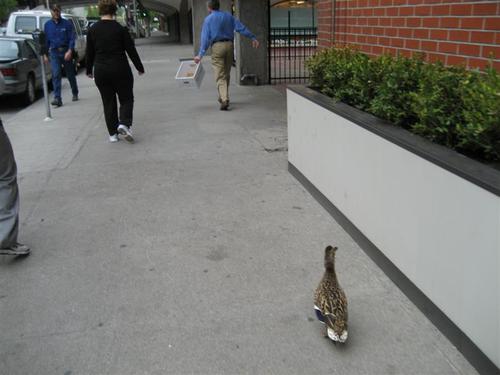 duck9.gif