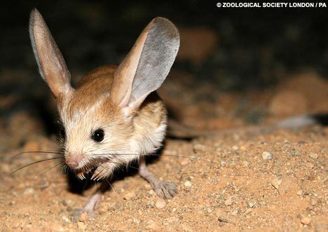 ears.jpg