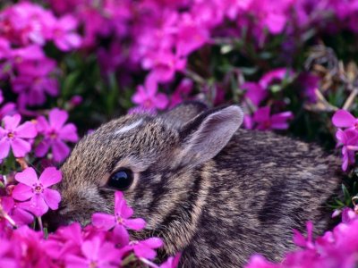 easter1.jpg