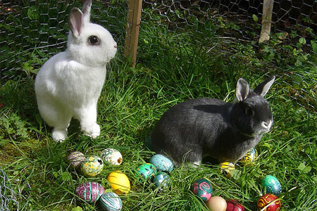 easter_bunny.jpg