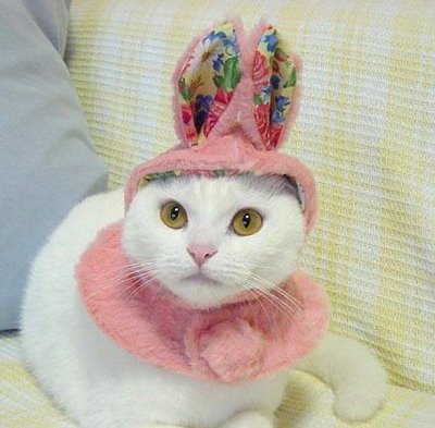 easter_cat.jpg