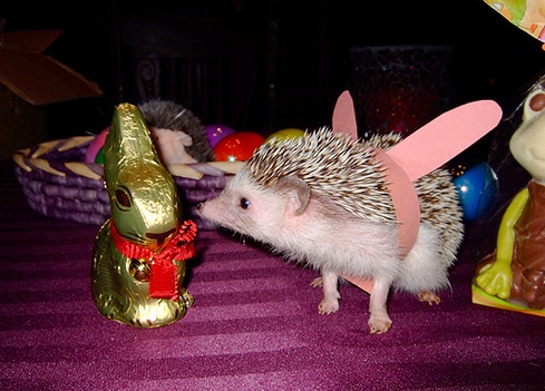 easter_hedge1.jpg