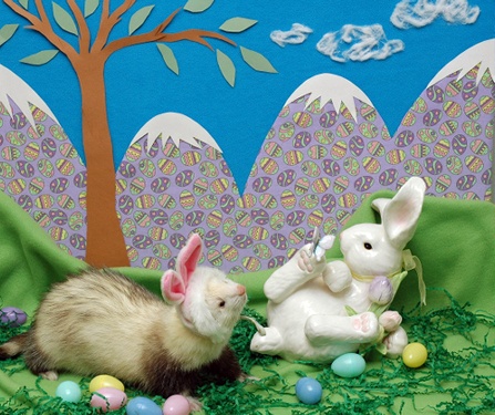 easterferret1.jpg