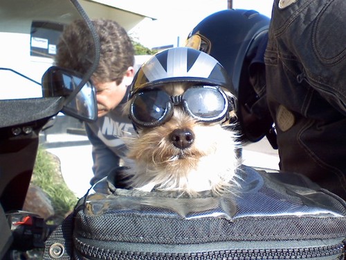 easyrider.jpg
