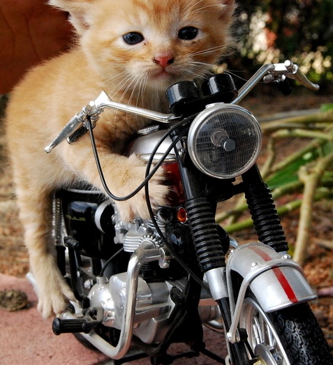 easyrider2.jpg