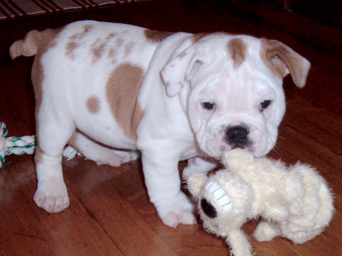 even_his_tail_is_wrinkled.jpg