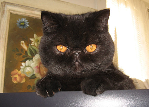exotic_shorthair.jpg