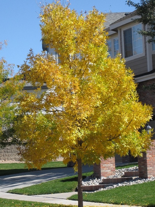 fall01a.jpg