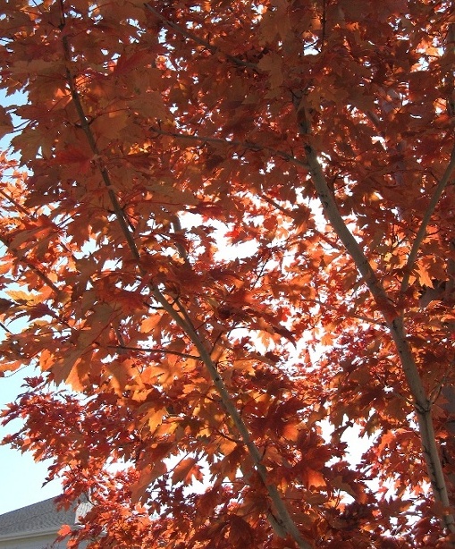 fall03a.jpg