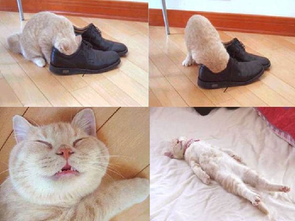 feetstink.gif
