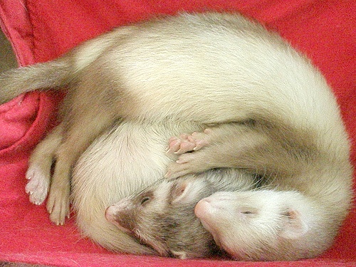 ferret_ball.jpg