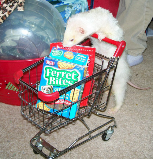 ferret_bites.jpg