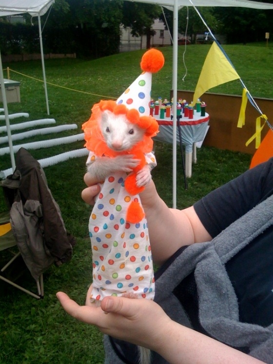 ferretclown.jpg
