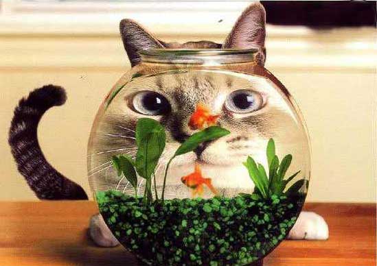 fishbowl2.jpg