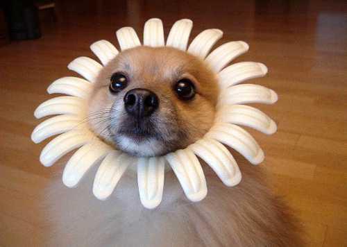 flowerdog4887.jpg