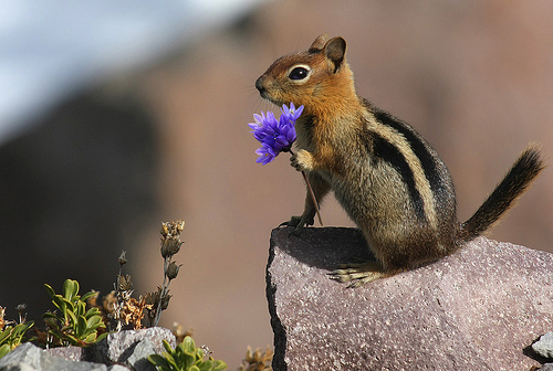 flowerformylove.jpg
