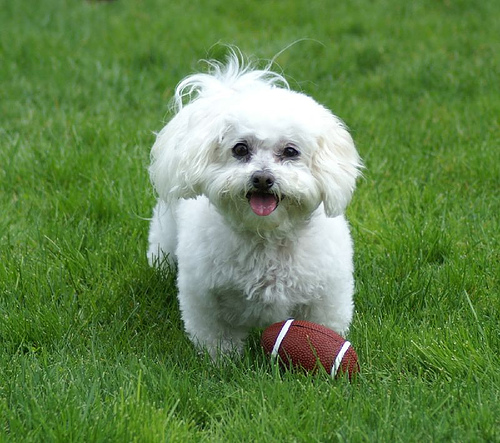 football.jpg