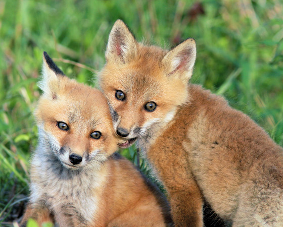 fox_ear_nom_560.jpg