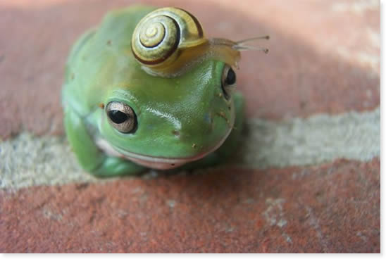 frog.jpg